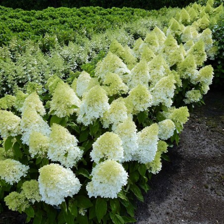 Hydrangea paniculata Magical Sweet summer