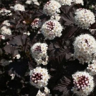 Physocarpus midnight