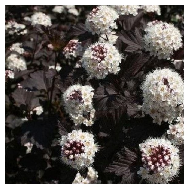 Physocarpus midnight