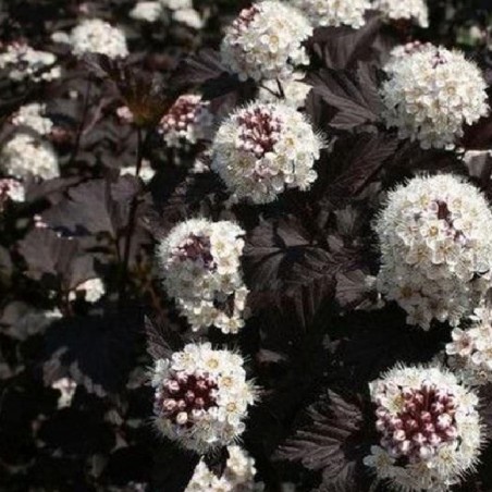 Physocarpus midnight