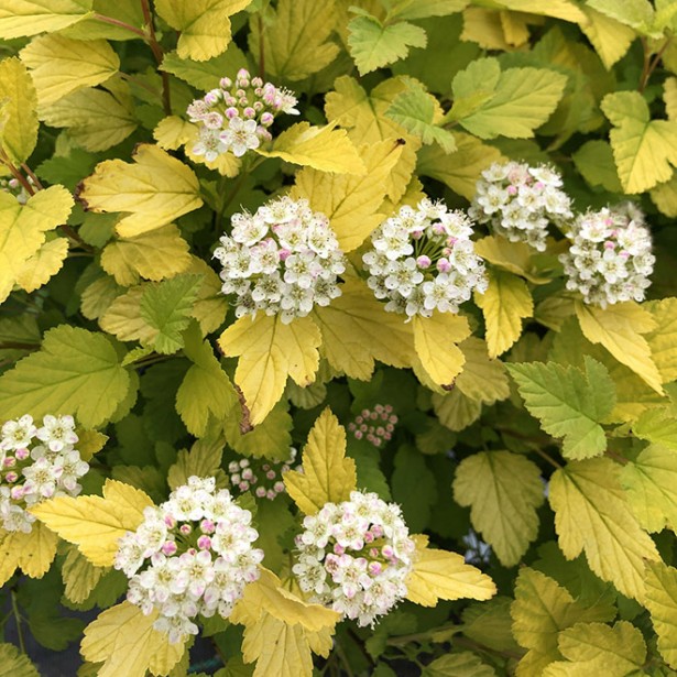 Physocarpus tiny wine gold