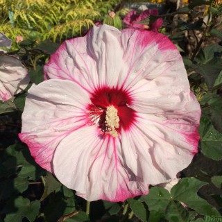 Hibiscus moscheutos summerific Cherry Cheesecake