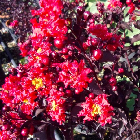 Lagerstroemia indica black solitaire red hot