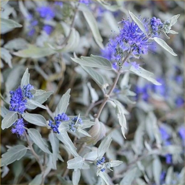 Caryopteris sterling silver