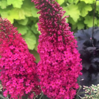 Buddleia prince charming