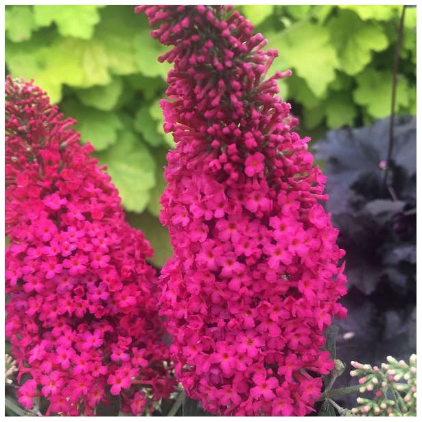 Buddleia prince charming