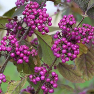 Callicarpa imperial pearl