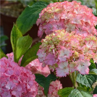 Hydrangea macrophylla so long sunny