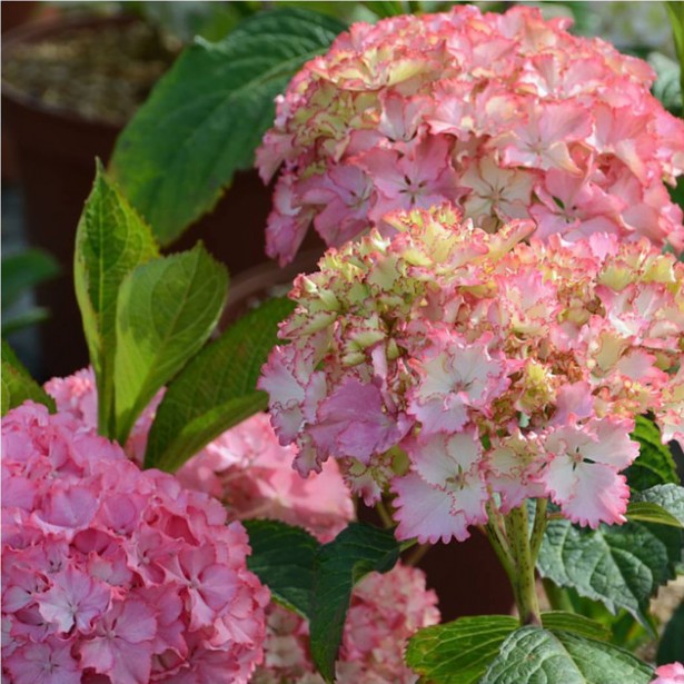 Hydrangea macrophylla so long sunny