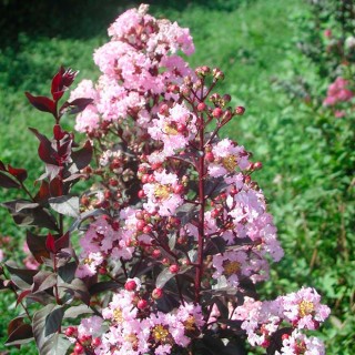 Lagerstroemia indica rhapsody in pink