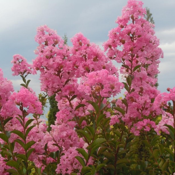 Lagerstroemia indica pink grand sud