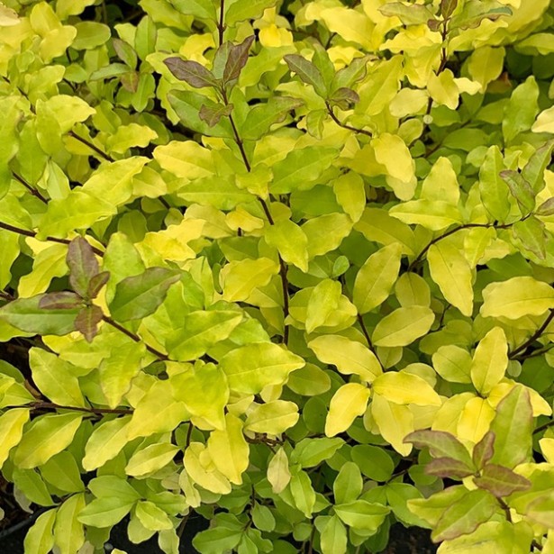 Ligustrum lemon lime