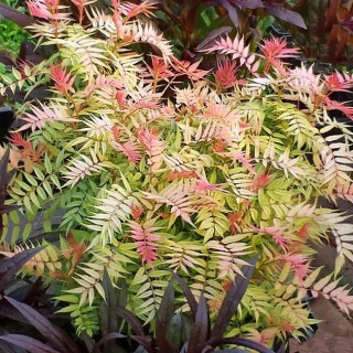 Sorbaria sorbifolia pink hopi