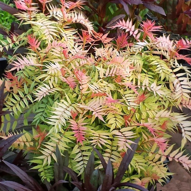 Sorbaria sorbifolia pink hopi
