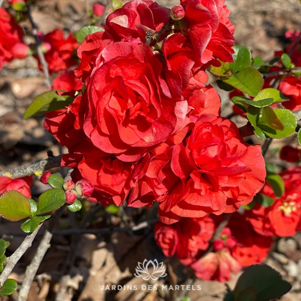 Chaenomeles orange storm