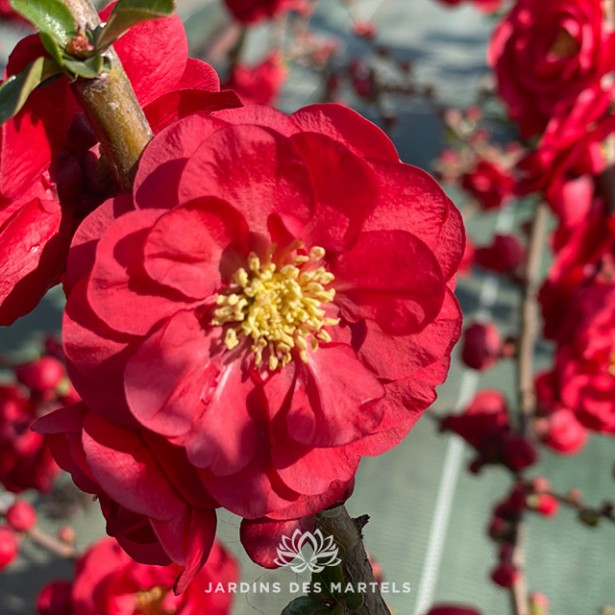 Chaenomeles scarlet storm