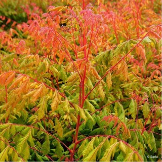 Koelreuteria paniculata coral sun