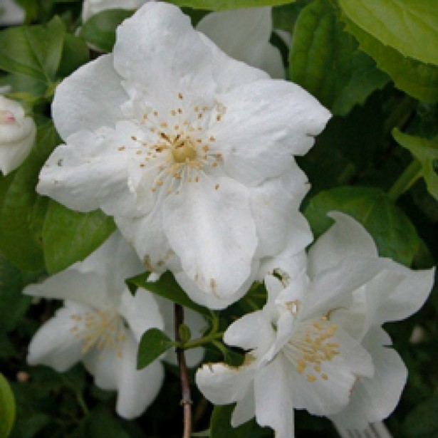 Philadelphus natchez