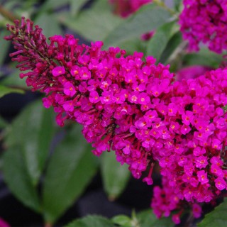 Buddleia buzz hot raspberry