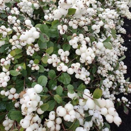 Symphoricarpus magical galaxy