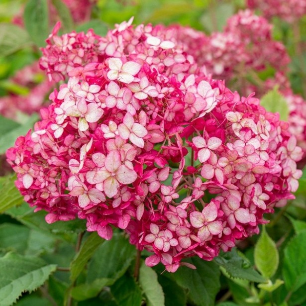 Hydrangea arborescens ruby Annabelle