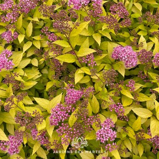 Spirea japonica double play gold