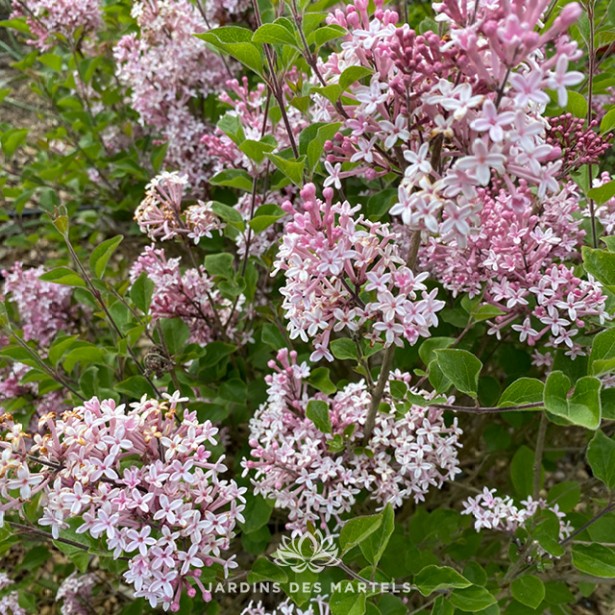 Syringa micro Tinkerbelle