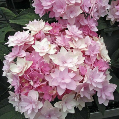Hydrangea macrophylla You and Me Romance