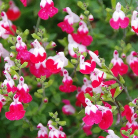 Salvia little kiss