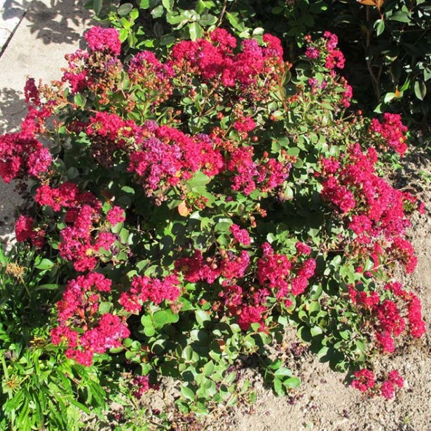 Lagerstroemia indica bouquet cherry