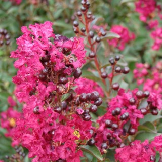 Lagerstroemia indica double feature