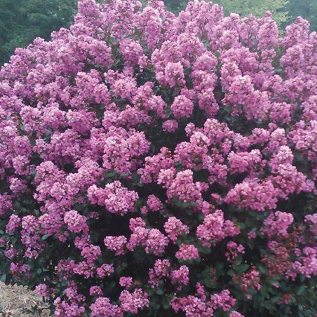 Lagerstroemia indica summer lavender
