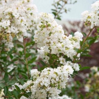Lagerstroemia indica summer white