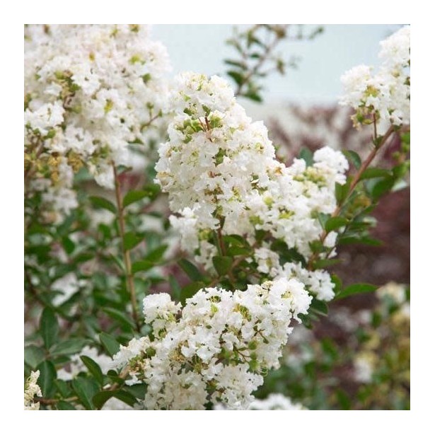 Lagerstroemia indica summer white