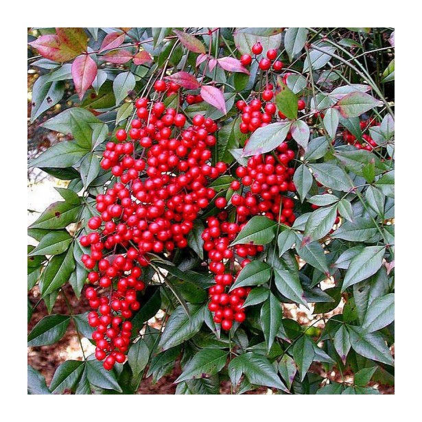 Nandina domestica richmond