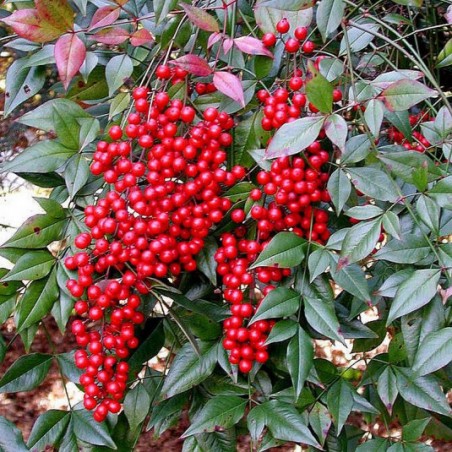 Nandina domestica richmond