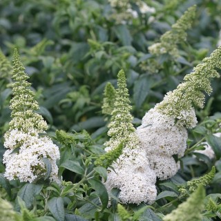 Buddleia summerbird white