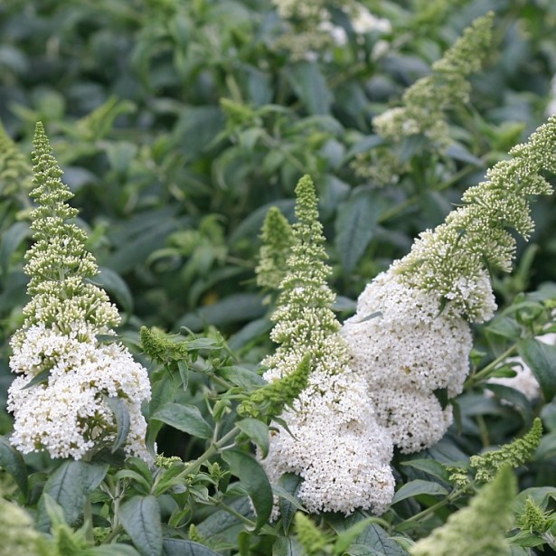 Buddleia summerbird white