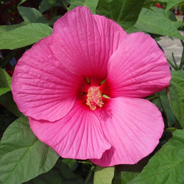 Hibiscus moscheutos extreme hot pink