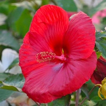 Hibiscus moscheutos extreme oak red