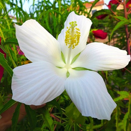 Hibiscus moscheutos extreme pure white
