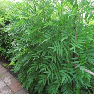 Sorbaria aitchisonii