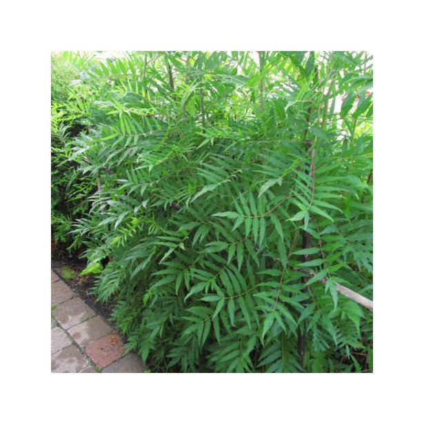 Sorbaria aitchisonii