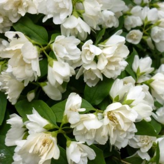 Philadelphus manteau d'hermine