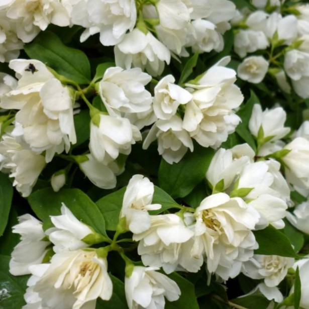 Philadelphus manteau d'hermine