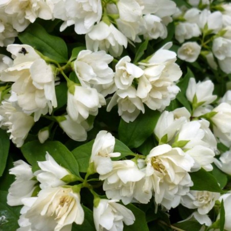 Philadelphus manteau d'hermine