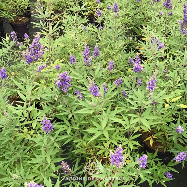 Vitex agnus castus blue puffball