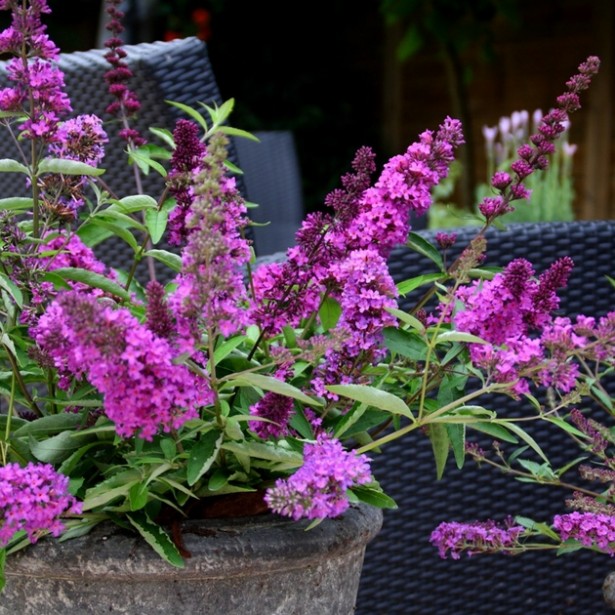 Buddleia free petite dark pink