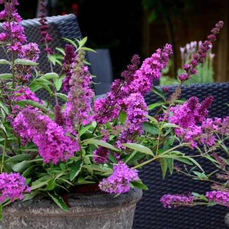 Buddleia free petite dark pink