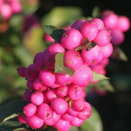 Symphoricarpos magical temptation